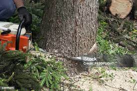 Best Stump Grinding and Removal  in Somers Point, NJ