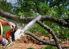 Best Tree Risk Assessment  in Somers Point, NJ