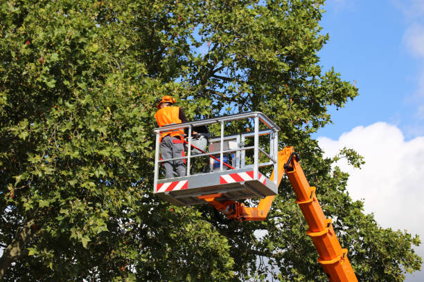 Best Leaf Removal  in Somers Point, NJ