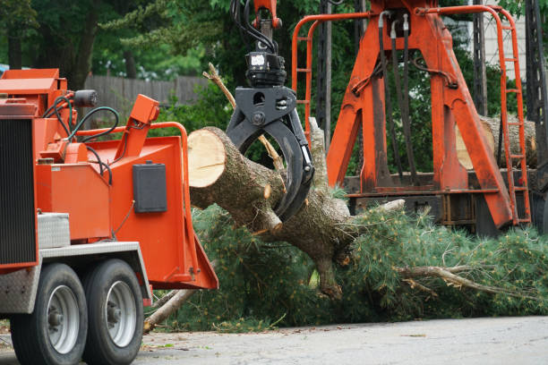 Best Tree Mulching  in Somers Point, NJ