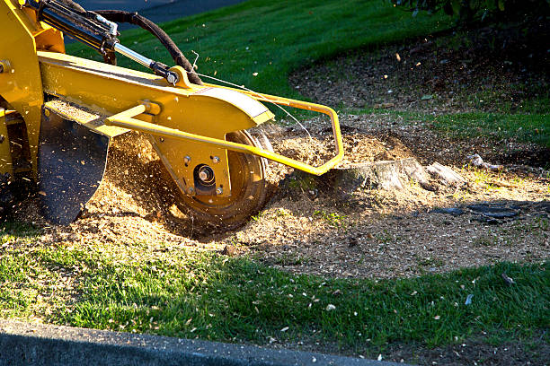 Somers Point, NJ Tree Removal Company