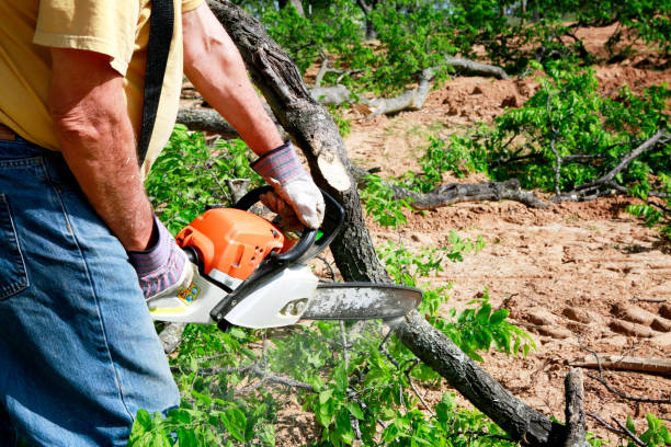 Best Lawn Mowing  in Somers Point, NJ