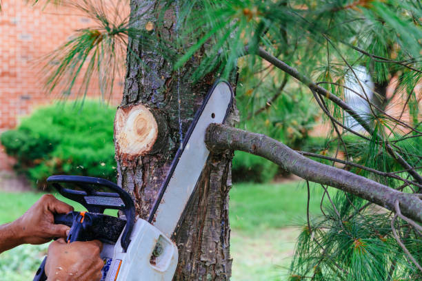 Best Arborist Consultation Services  in Somers Point, NJ